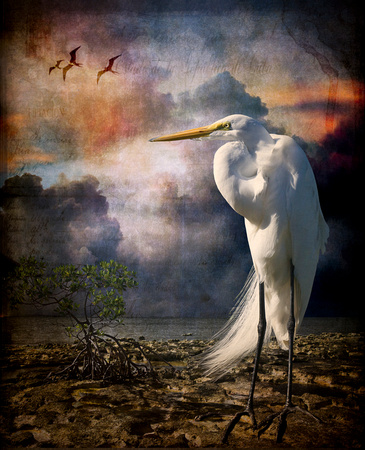 egret & mangrove