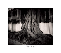 Banyan II
